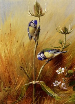 鳥 Painting - ブルーティッツ・オン・ア・ティーゼル アーチボルド・ソーバーン鳥